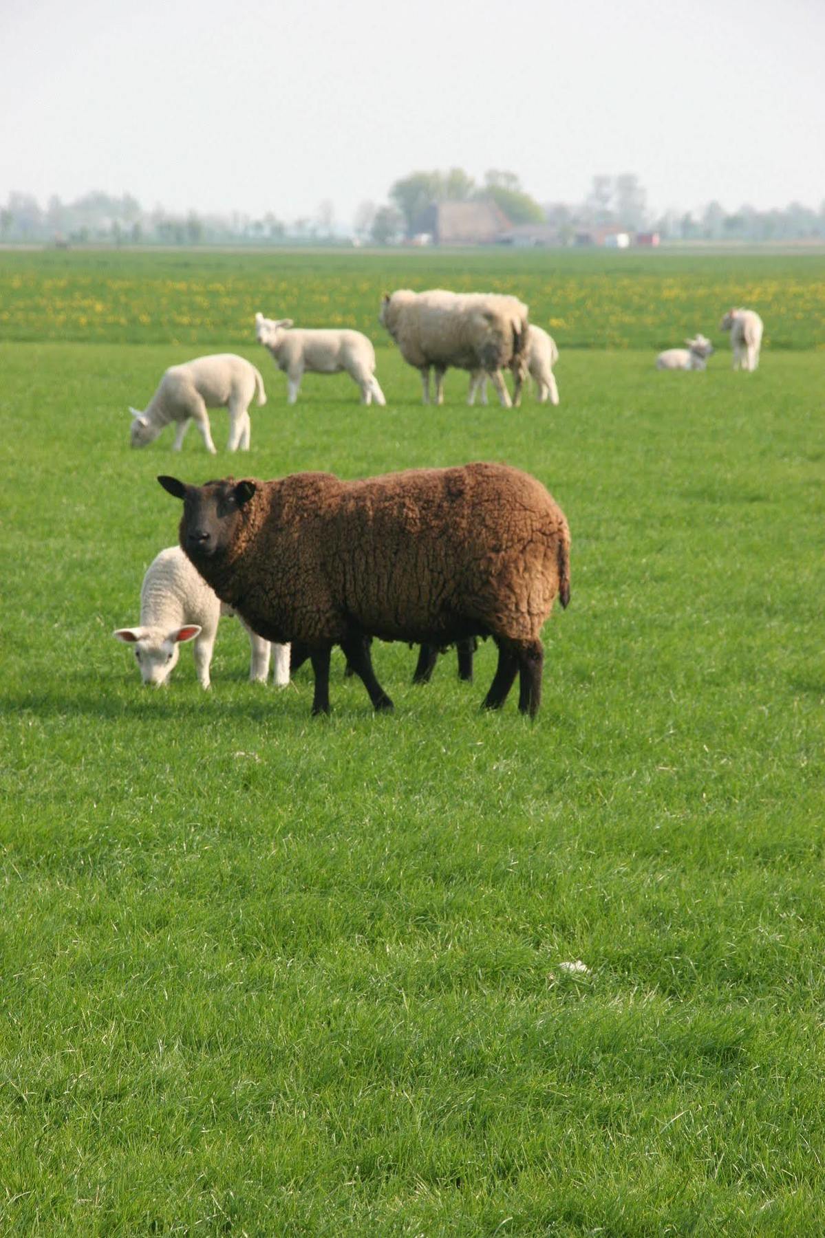 Countryside Eco Natuurhuisjes Ee Kültér fotó