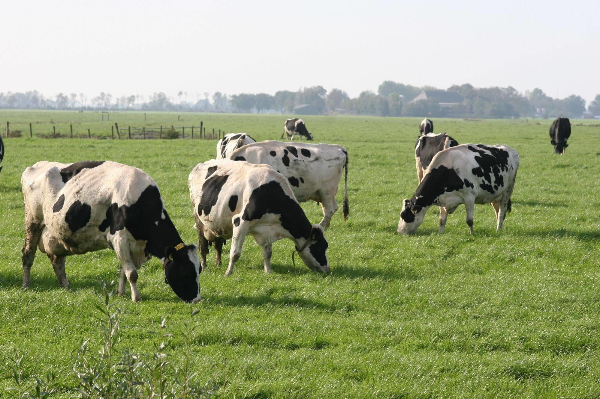 Countryside Eco Natuurhuisjes Ee Kültér fotó